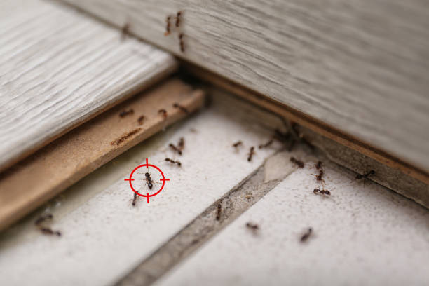 Best Pest Inspection Near Me  in West Wood, UT