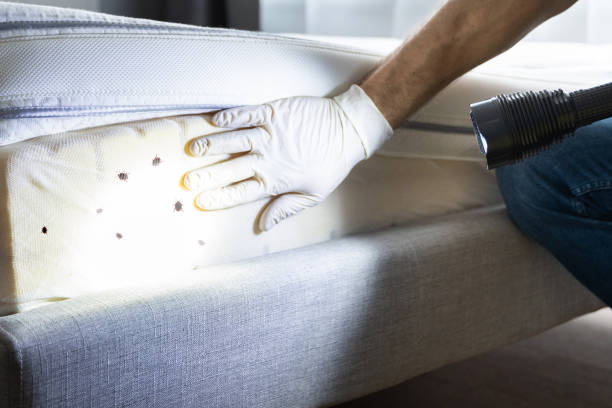 Best Termite Control Services  in West Wood, UT