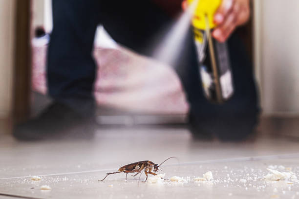 Best Local Pest Control Services  in West Wood, UT