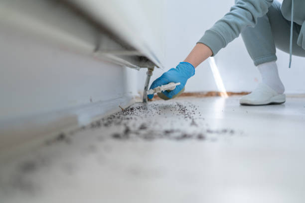 Best Affordable Pest Control Services  in West Wood, UT